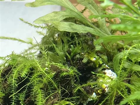 陰生植物 一覧|陰生植物とは？光の少ない環境で育つ性質を持つ植物